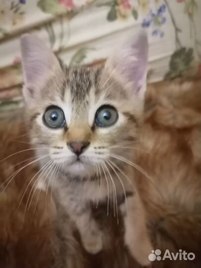 Бесплатно котенок Гав