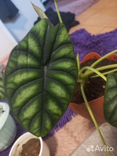 Алоказия шкура дракона детки
