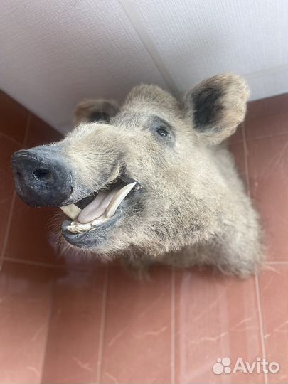 Чучело кабана