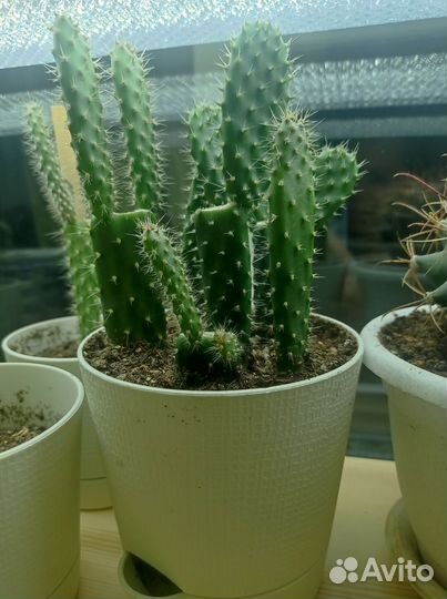 Кактус опунция