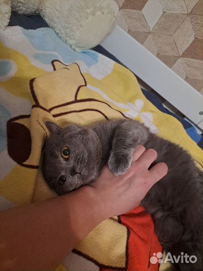 Шотландский кот на вязку