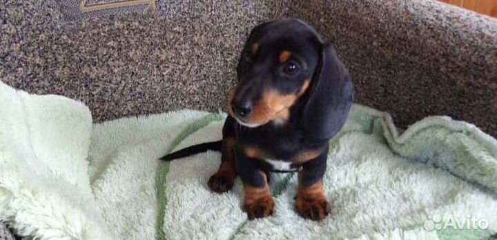 Щенки таксы