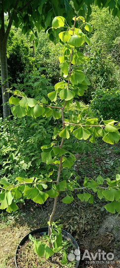 Гинкго двулопастный