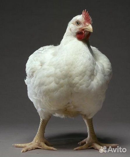 Куры бройлеры