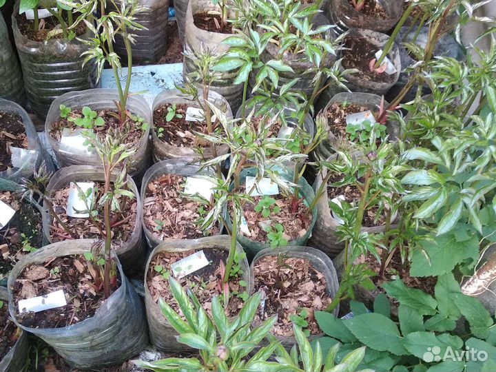 Белые пионы Фестима Максима и Дюшес де Немур