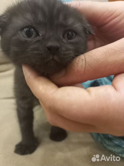 Отдам котенка в добрые руки