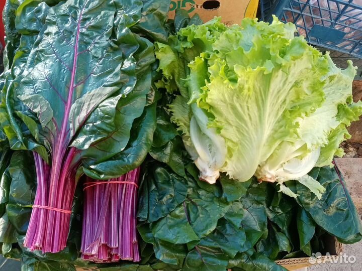 Батва свеклы