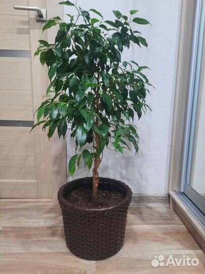 Фикус бенджамина большой