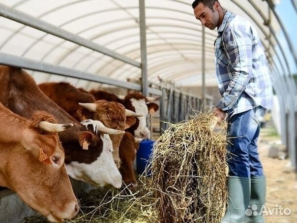 Работа скотник. Вахта Краснодарского края