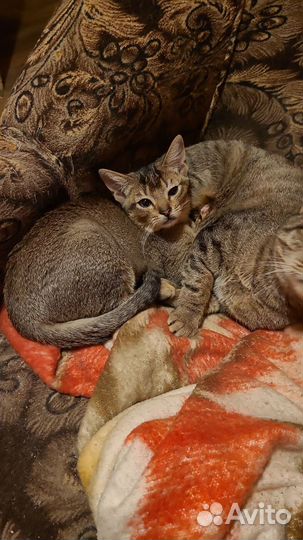 Кошки бесплатно