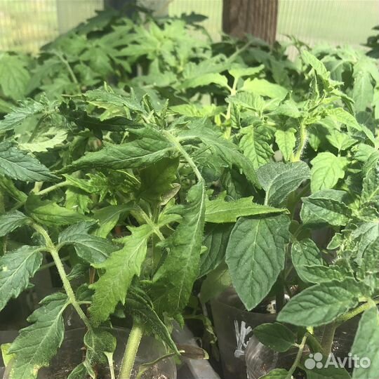 Рассада овощей и цветов