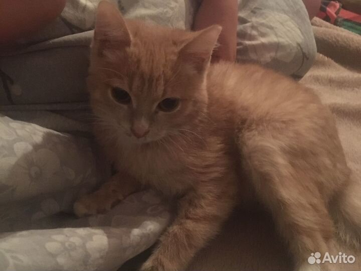 Котята в добрые руки даром