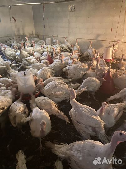 Индейки. Хайбрид конвектор