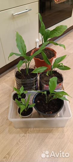 Спатифиллум