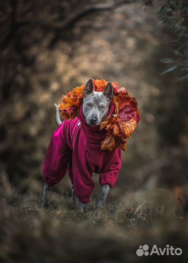 Фотограф-анималист