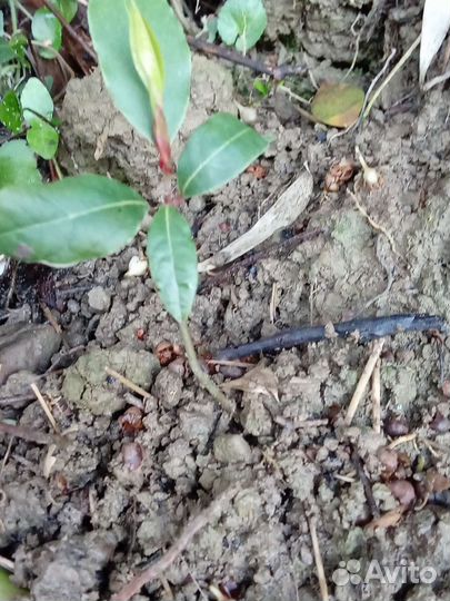 Саженцы Лавровый лист