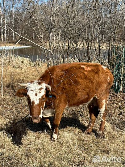 Продам корову и стельную телку