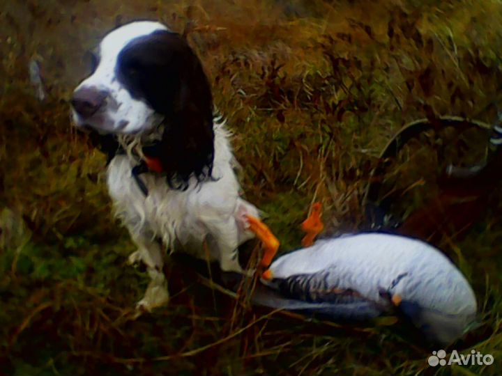 Русский охотничий спаниель