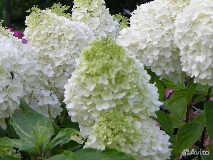 Гортензия Полярный медведь