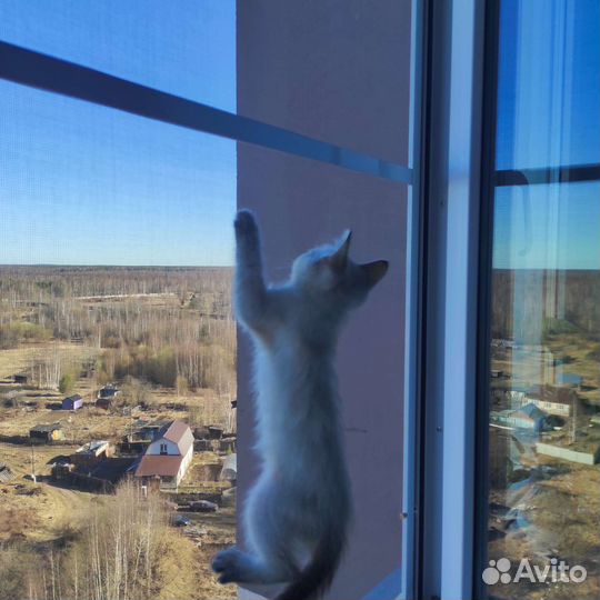 Антикошка москитная сетка