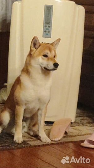 Кабель Сиба(Шиба) ину для вязки