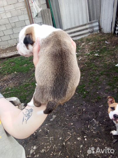 Щенки метис американский стаффордширский теперь