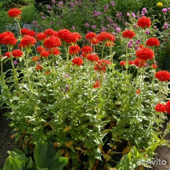 Многолетние цветы для Сибири