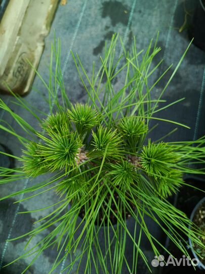 Сосны чёрные Спилберг,Грин Тауэр,Комет,Орегон Грин