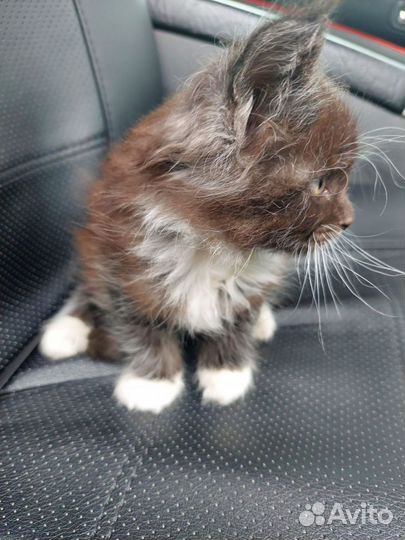 Котята мейн-кун