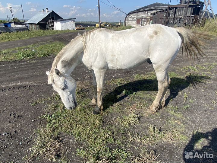 Кобыла, жеребец