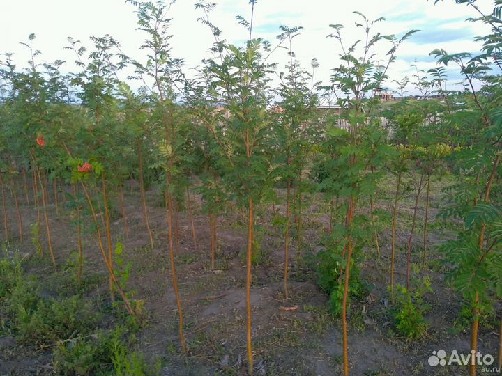 Рябина саженцы