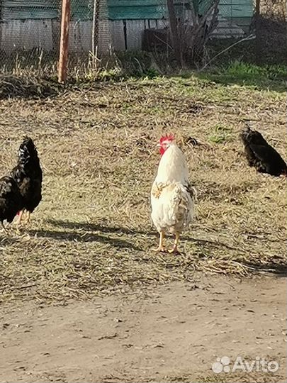Петухи
