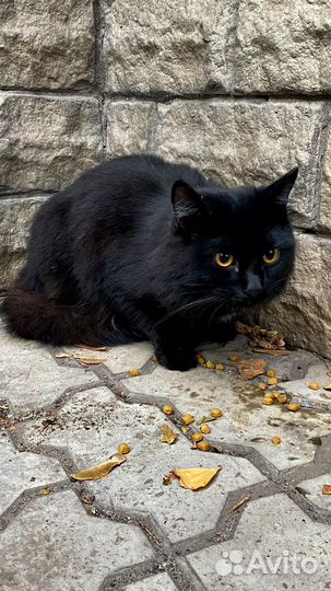 Кот в добрые руки