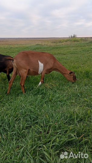 Коза молодая