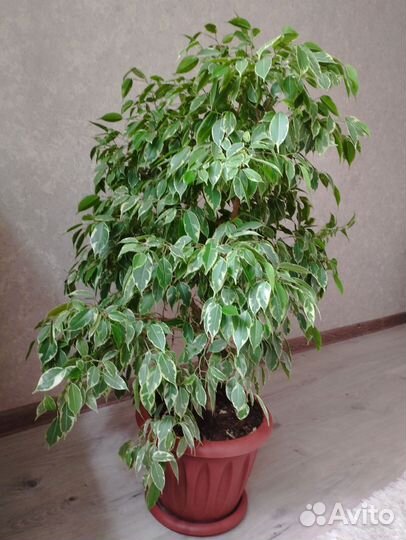 Комнатные растения цветы большие