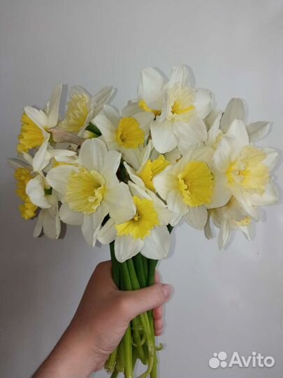 Луковицы нарциссов, нарциссы цветы