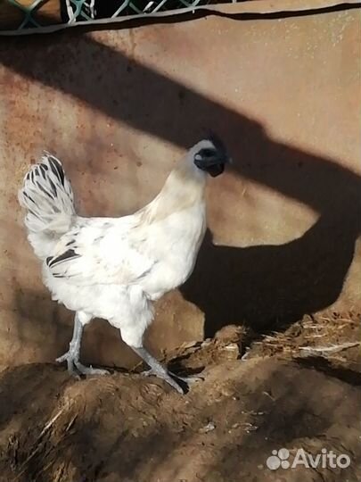 Петух ухейилюй