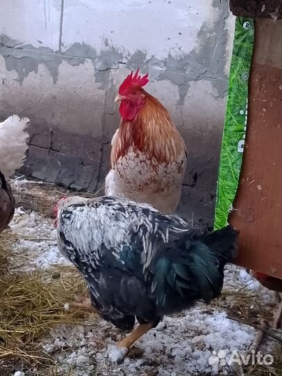 Петухи