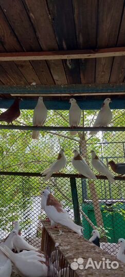 Голуби гривуны пермские