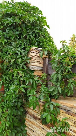 Саженцы девичий виноград