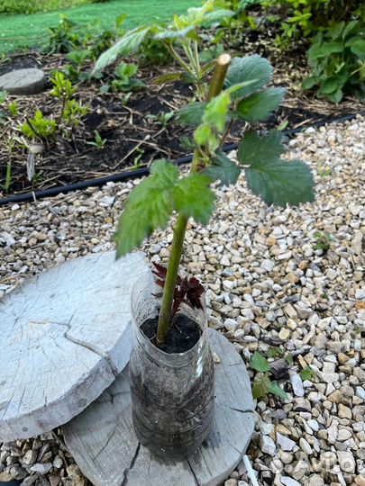 Растения для сада