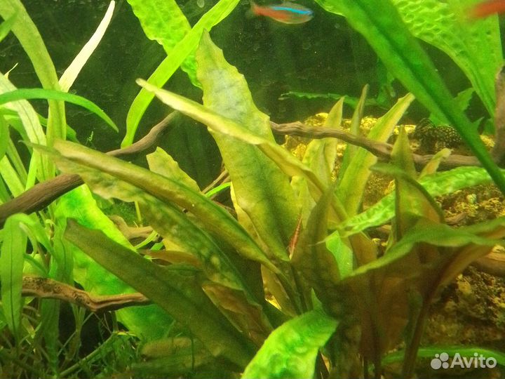 Креветки вишни