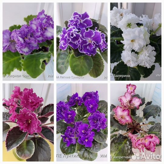 Фиалочки Черенки Детки Почтой