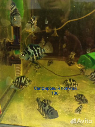 Аквариумные рыбки