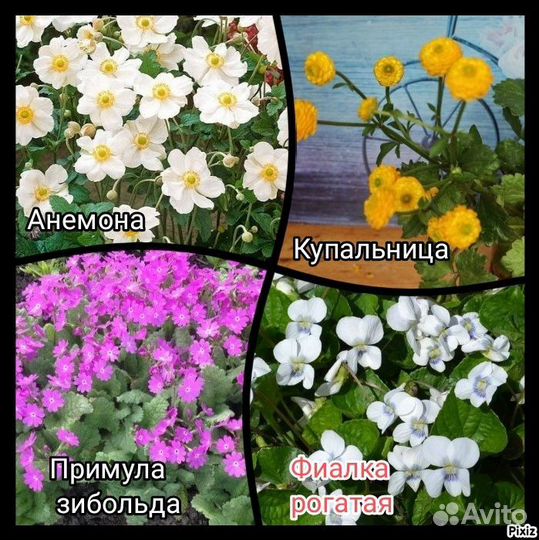 Камнеломка вариегатная,астильба