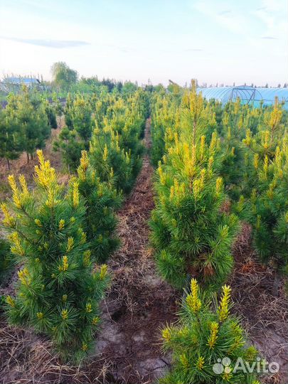 Саженцы кедра