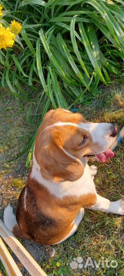 Щенки бигль