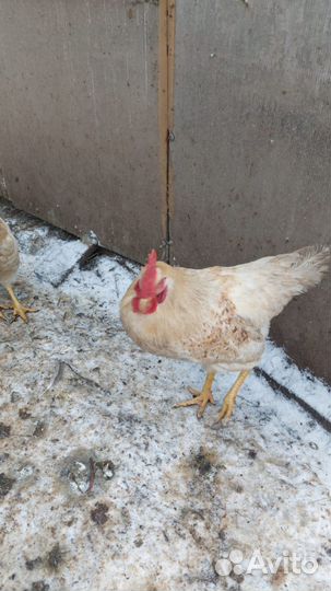 Куры молодки