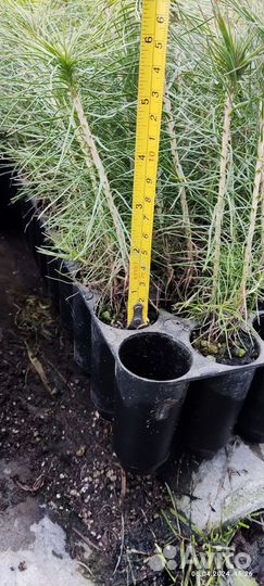 Сеянцы сосны зкс