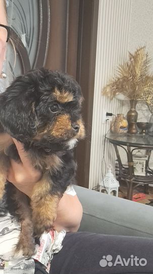 Щенки кавапу